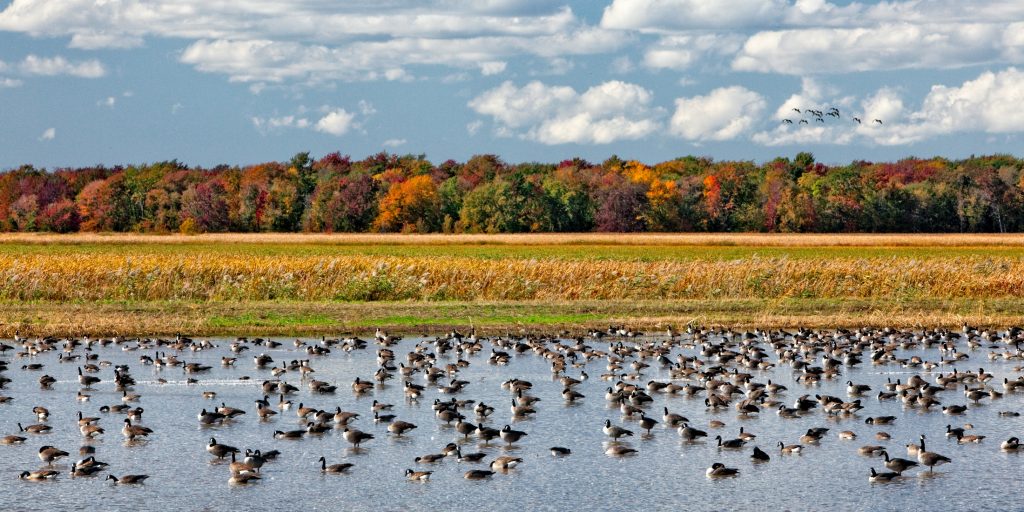 Montezuma National Wildlife Refuge image with a flock of Canadian geese